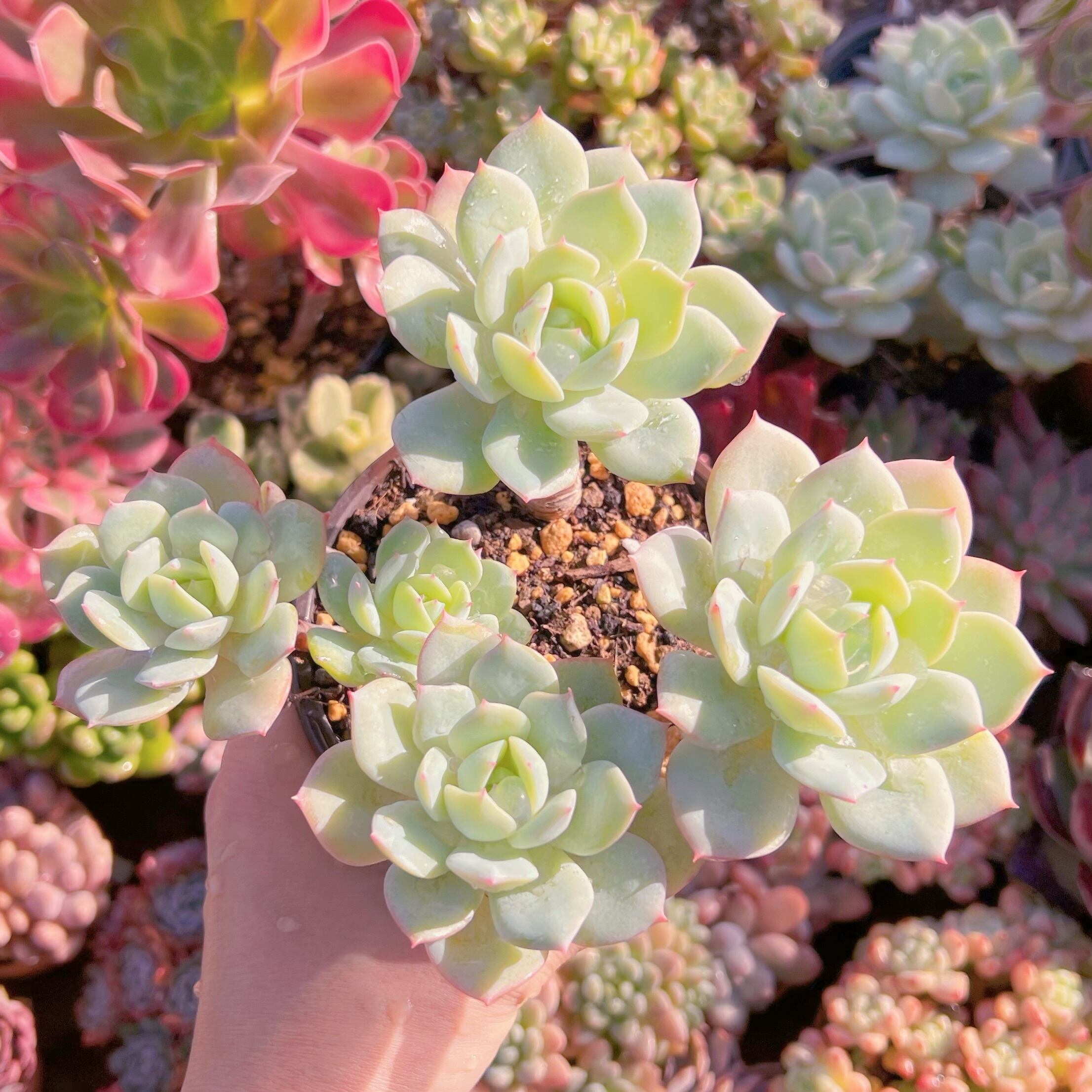 現品　冷香#012　群生　るる農園