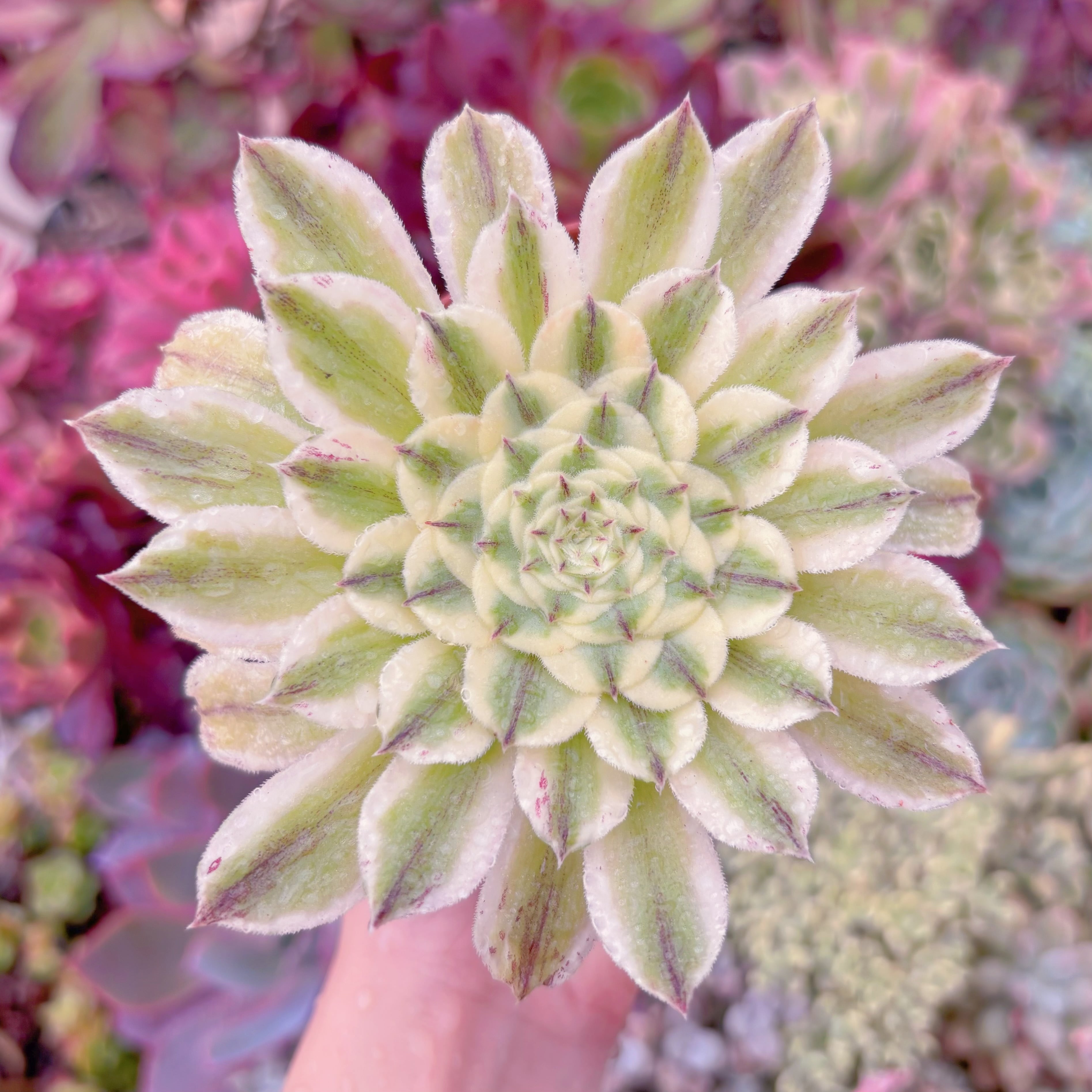 現品　碧浪#265　るる農園