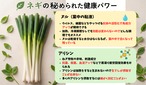 深谷蜜ねぎ2,5キロ