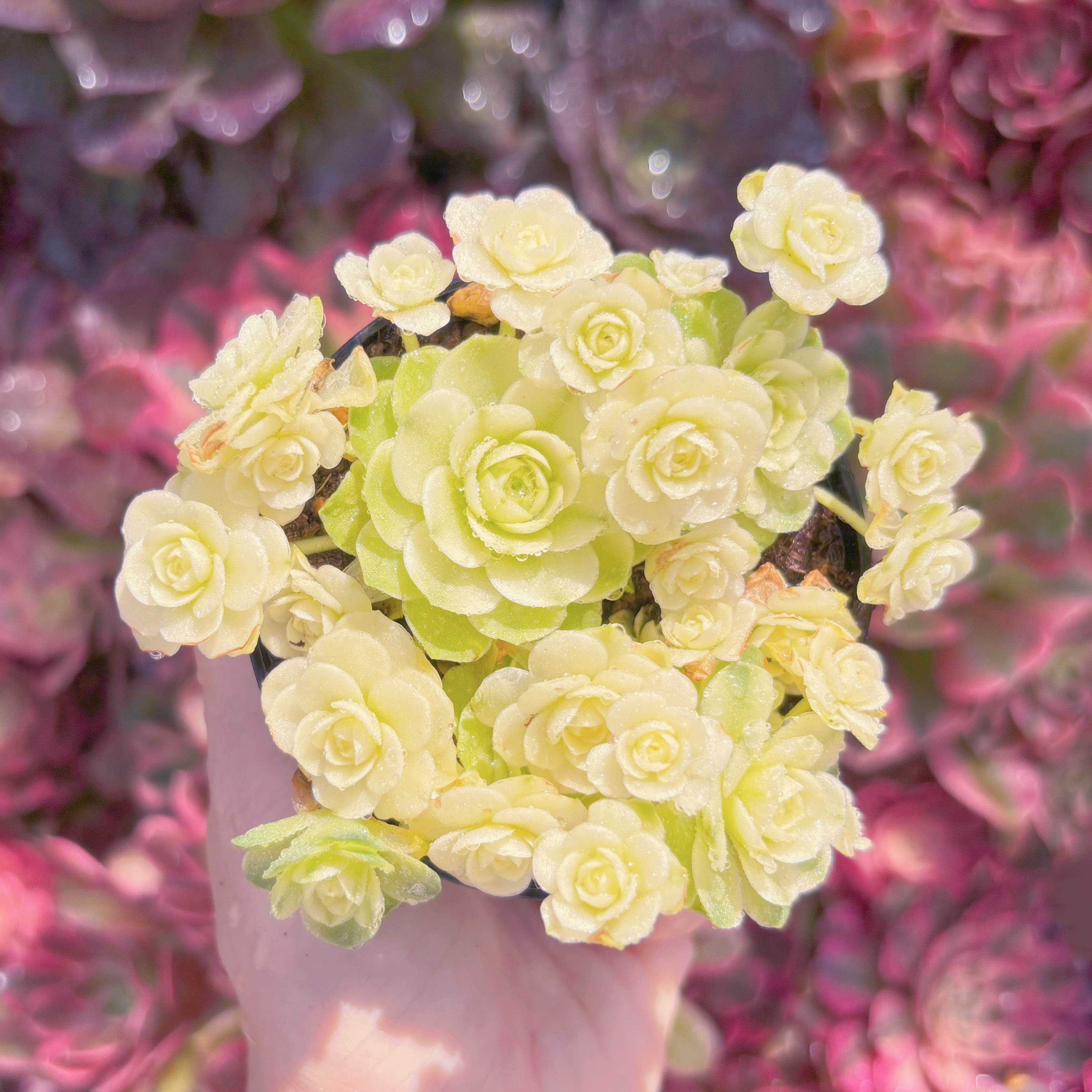 現品　キャッツアイ錦#C42　群生　新入荷　るる農園