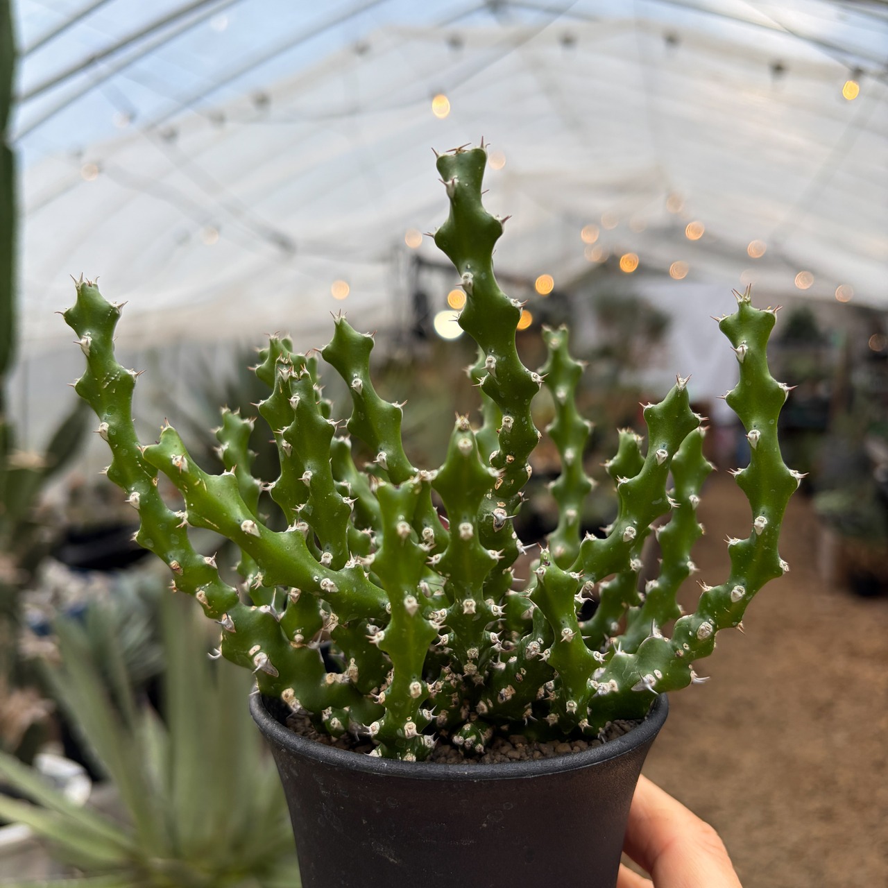 Euphorbia ramulosa【ユーフォルビア・ラムローサ】