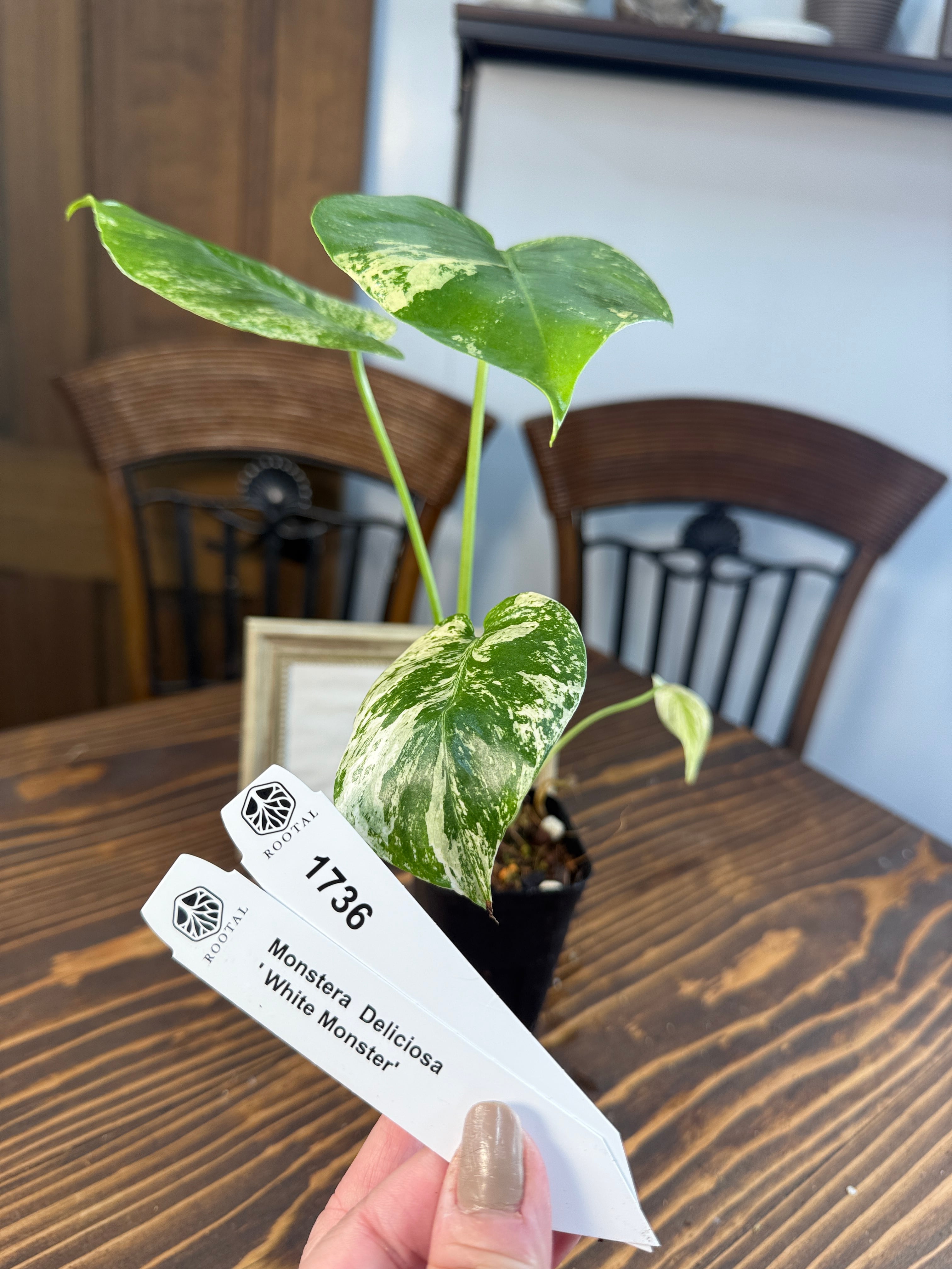 モンステラ好き♡様専用＊ ホワイトモンスター 6株 超美苗✨】最高級 超