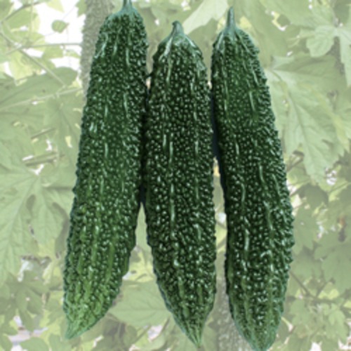 ニガウリ「にがにがくん」（100粒） 画像