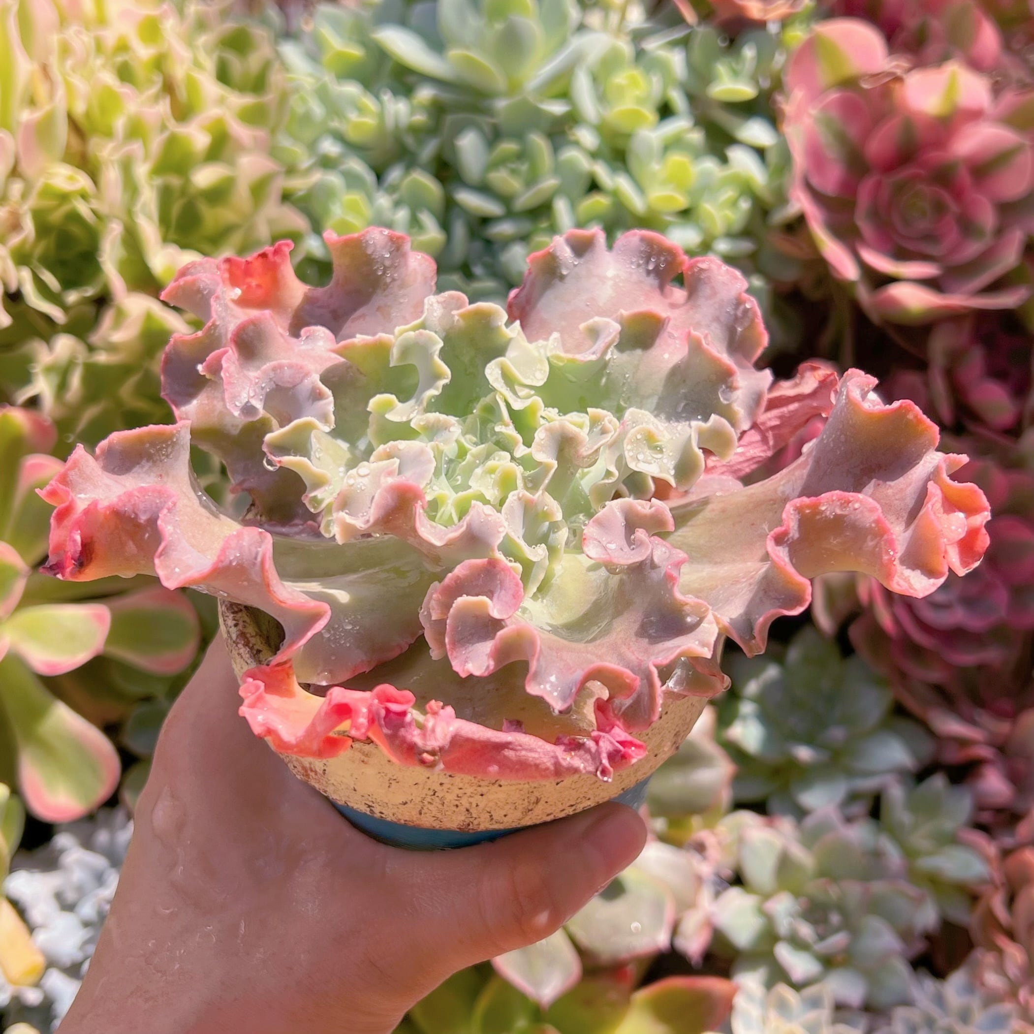 多肉植物 高砂の翁 新入荷 るる農園 | るる農園~多肉植物専門