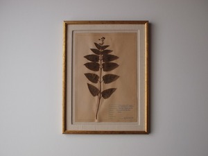 Botanical Art