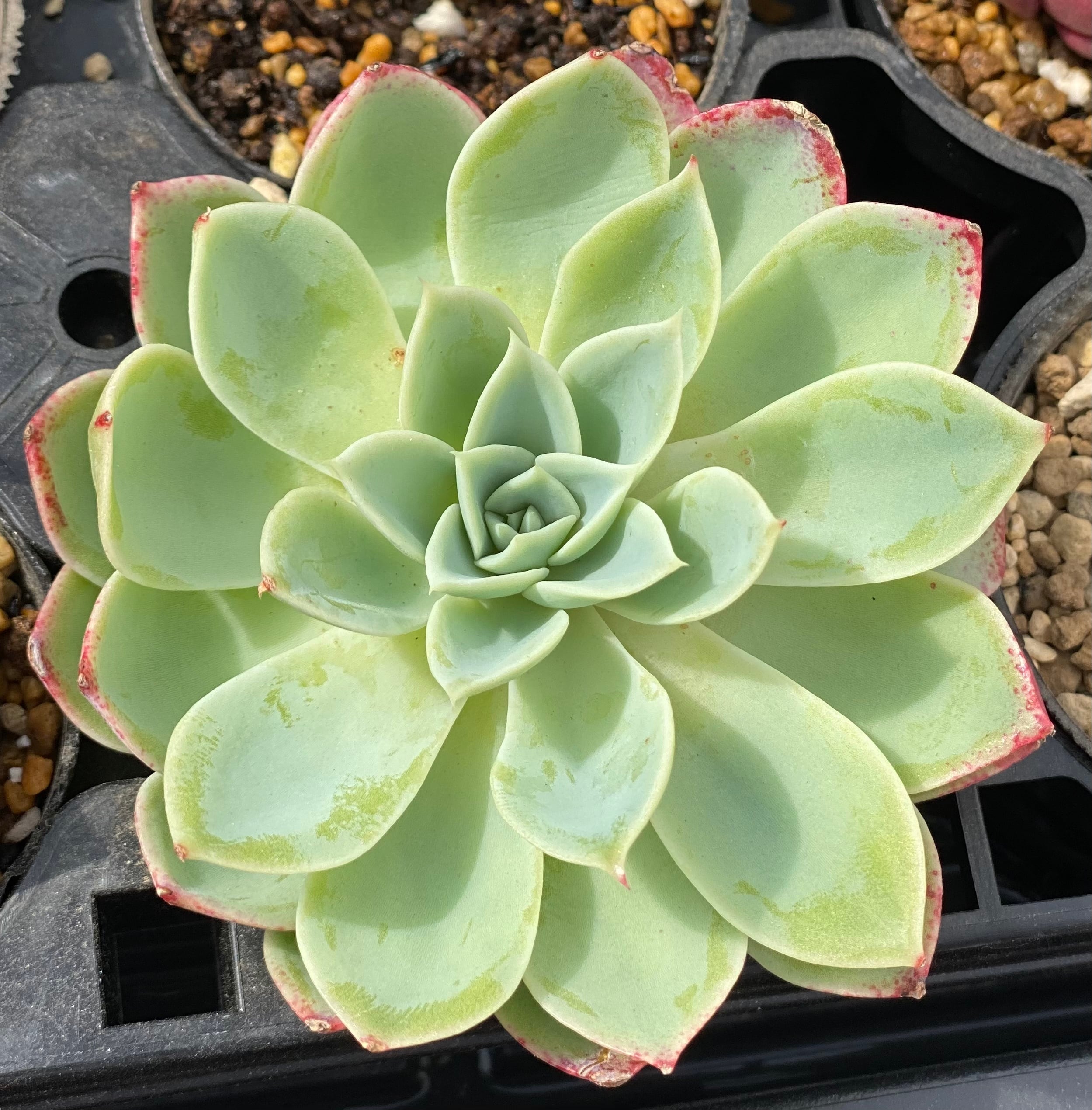 韓国苗 パンジー 多肉植物 | りぃまれ_くく【韓国苗とリメ鉢のお店】