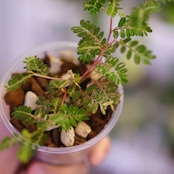 Phyllanthus urinaria 'Pink Variegated' | フィランサス・ウリナリア ピンク斑入り② | 観葉植物