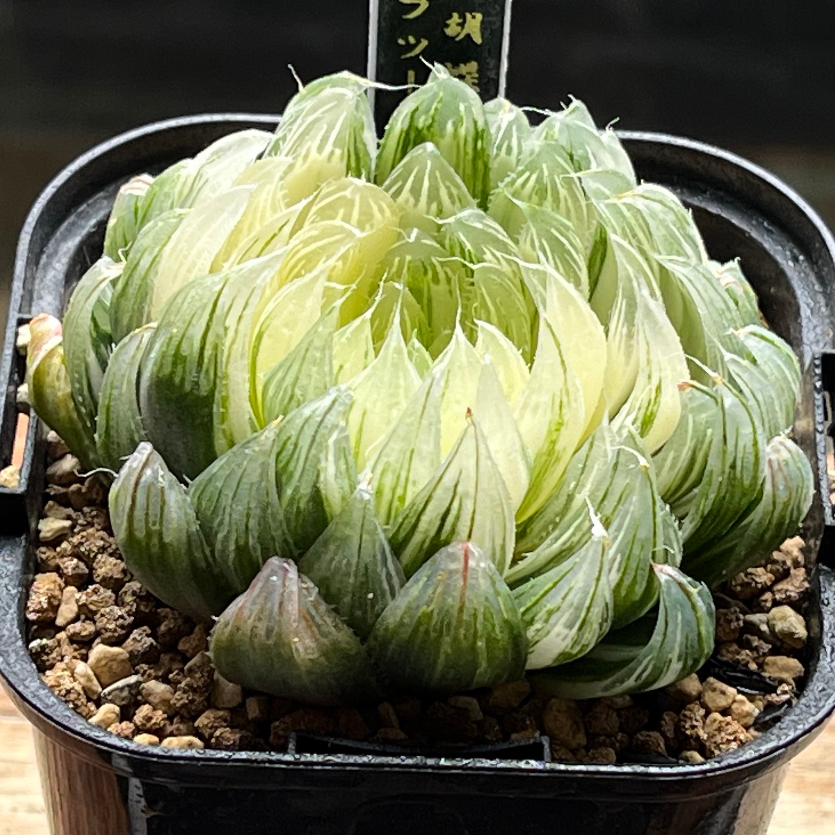 ハオルチア スコーピオン錦 ハオルチア 花胡蝶 オブツーサ錦 | mocono_plants