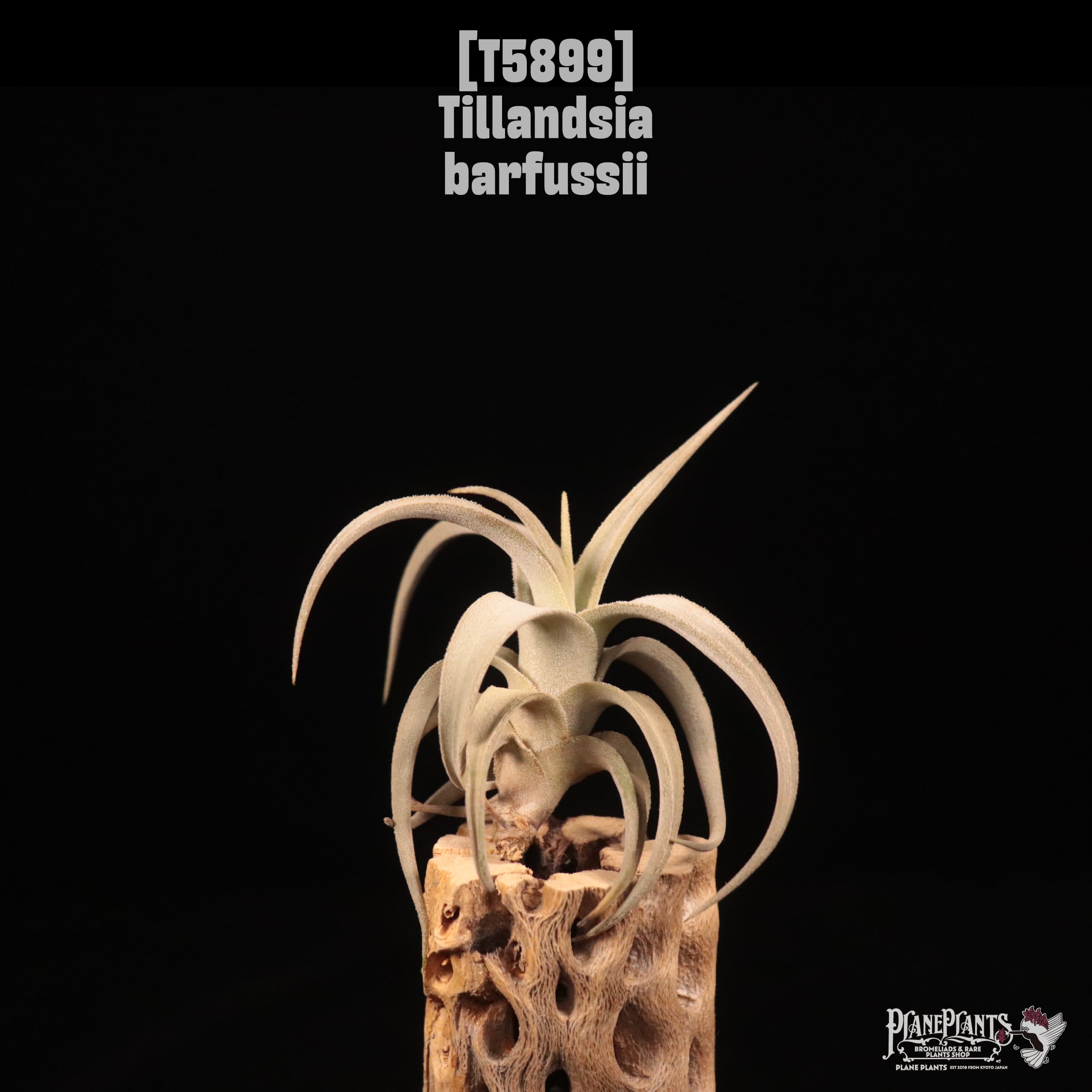 【reserved】Tillandsia barfussii〔エアプランツ〕T5899