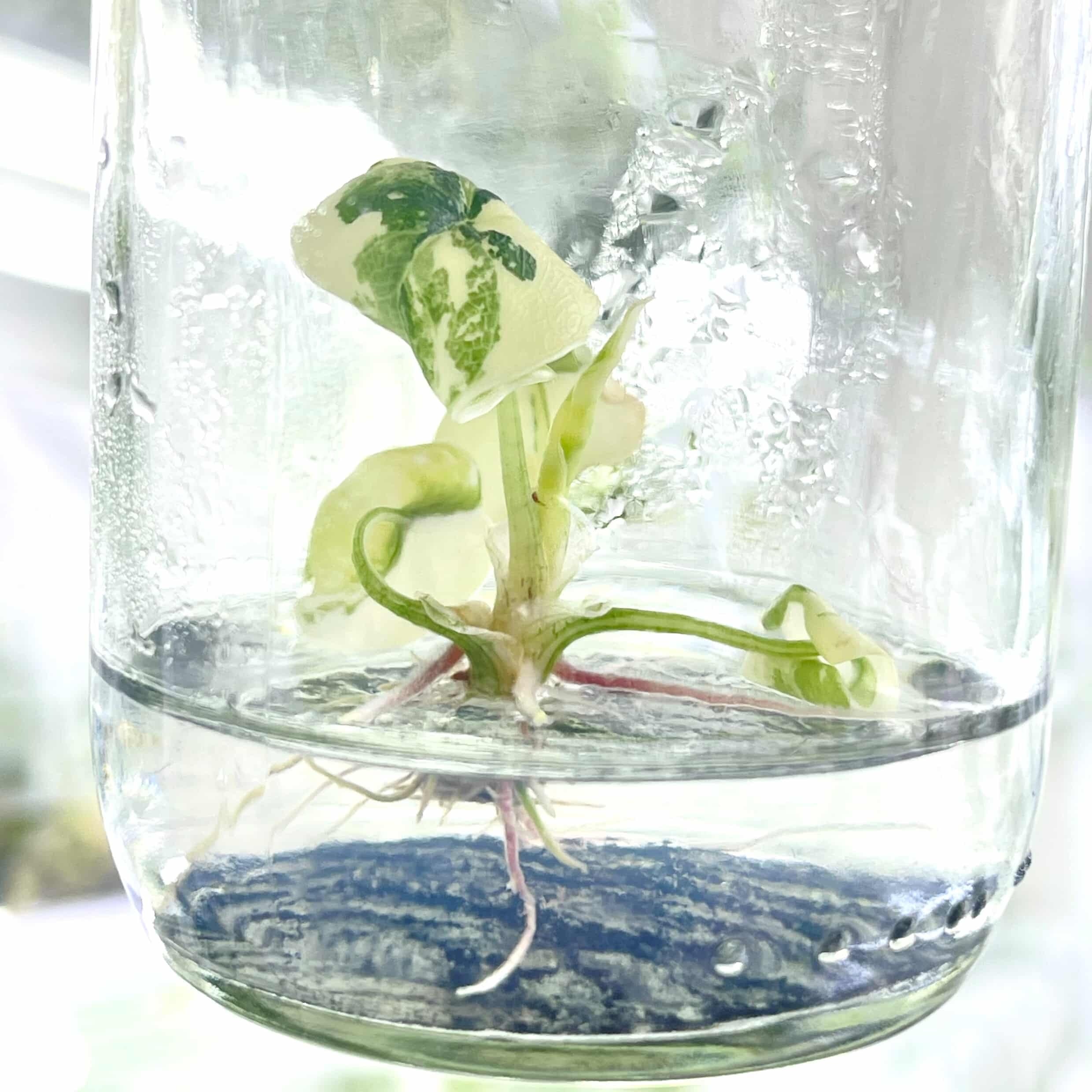 予約販売】 Alocasia melo Albo｜アロカシア メロ アルボ｜TC苗｜希少