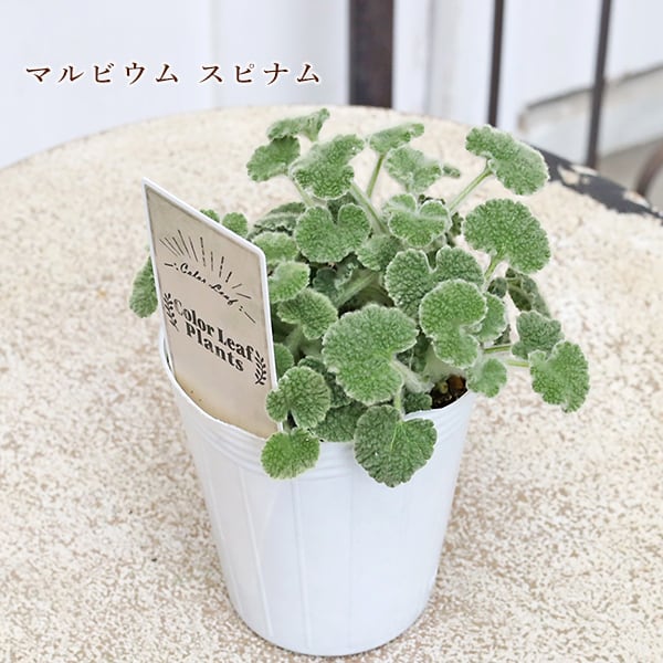 草花苗 カラーリーフ シリーズ アラビス プラチーナ カレックス