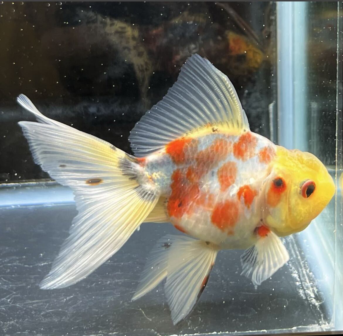 吉野養魚場産 鈴木系東錦 桜東錦 一点物 桜吹雪