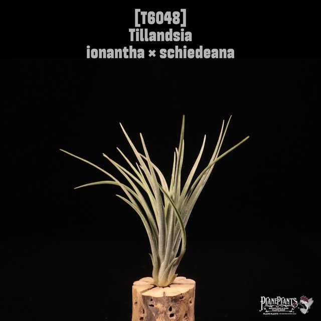 【送料無料】ionantha 'Ron'〔エアプランツ〕現品発送T1032