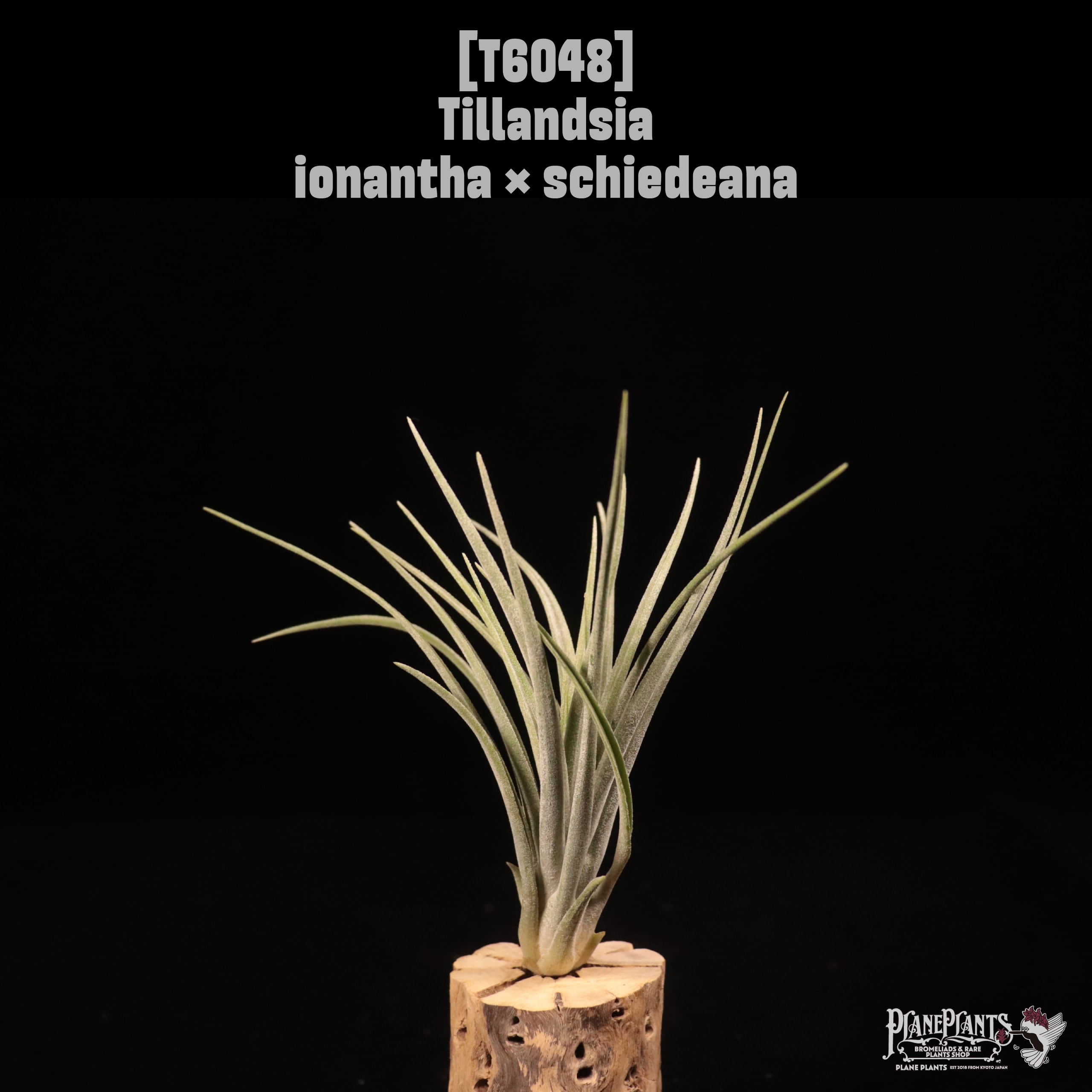 Tillandsia ionantha × schiedeana〔ティランジア〕T6048