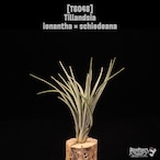 Tillandsia ionantha × schiedeana〔ティランジア〕T6048