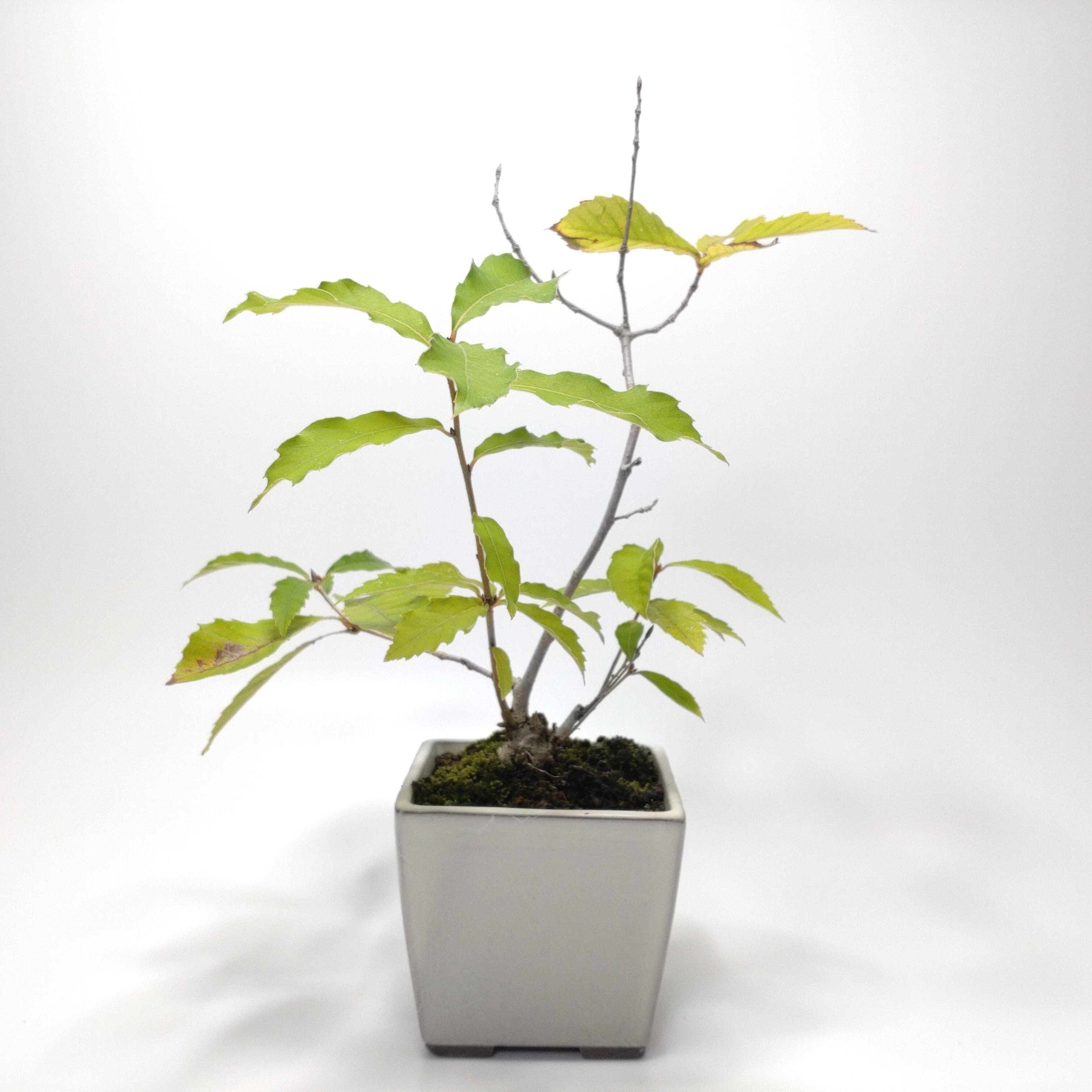 ヤマコウバシ盆栽 S019 | 盆栽創【Bonsaisou】