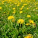 タンポポ畑 【F_251】 dandelion field
