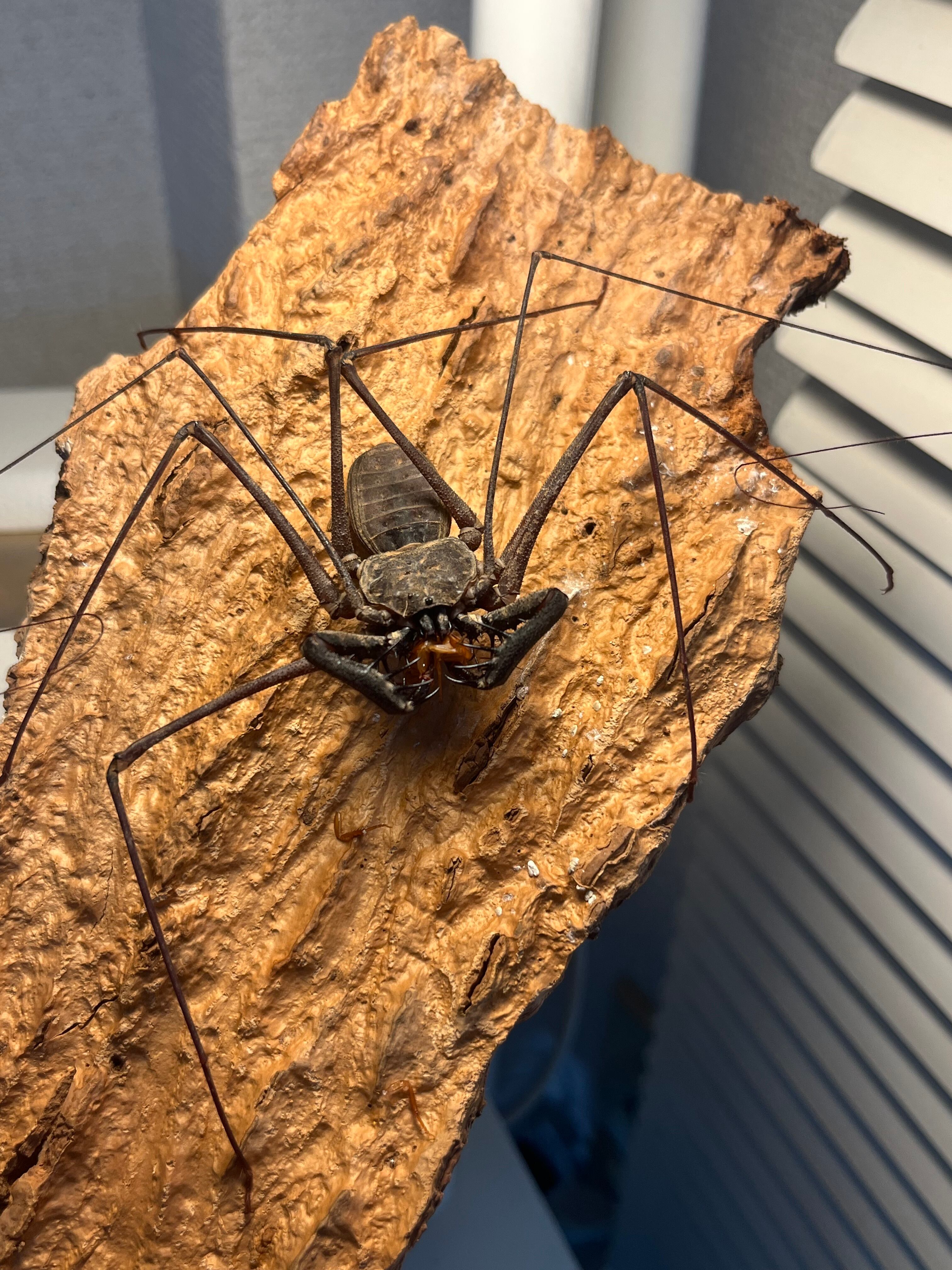 LAST南米腕虫】Heterophrynus elephasウデムシ ヒヨケムシ 三大奇蟲