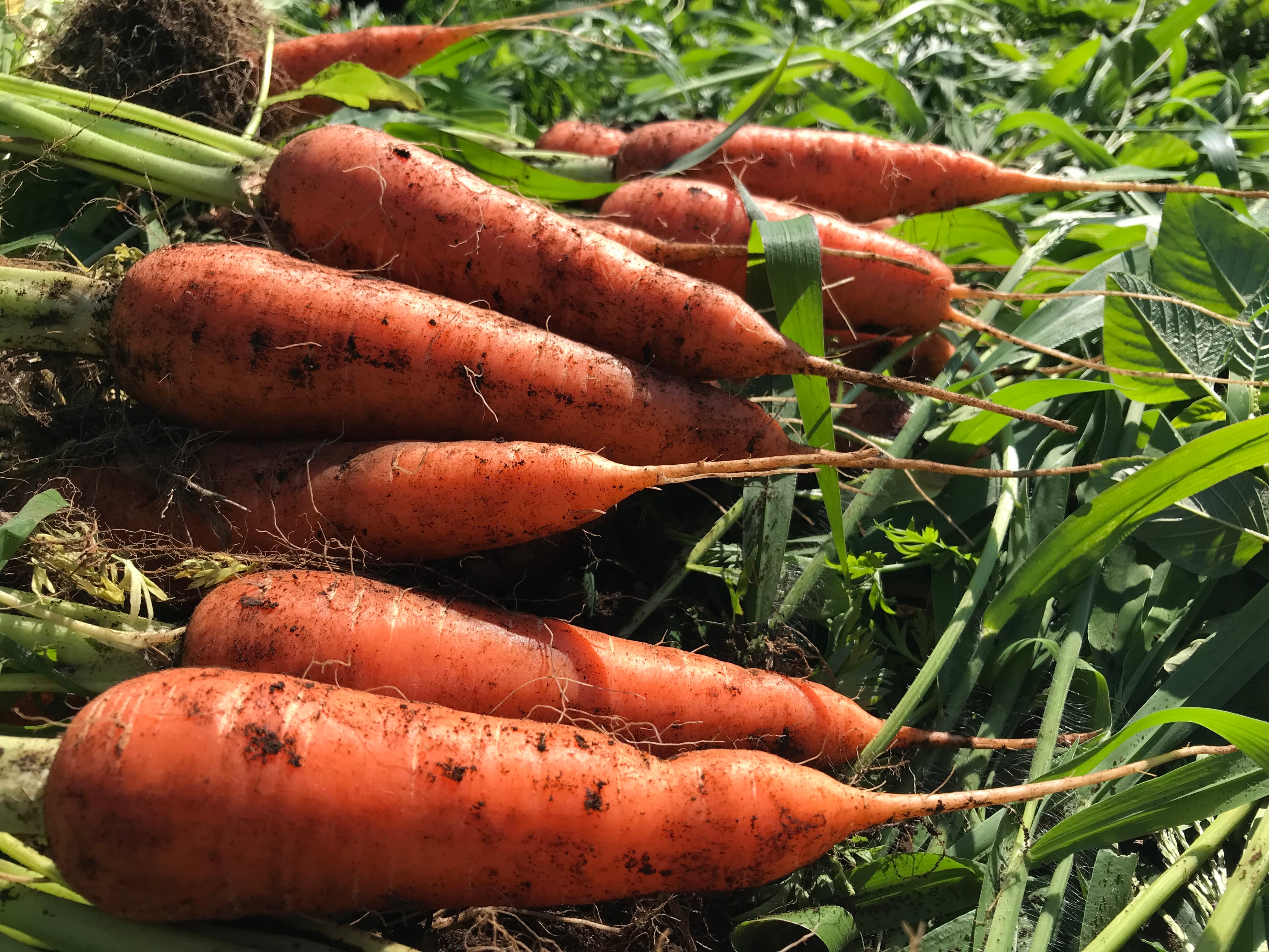 ジュース用：有機にんじん 5kg | ONE DROP FARMのはちみつ