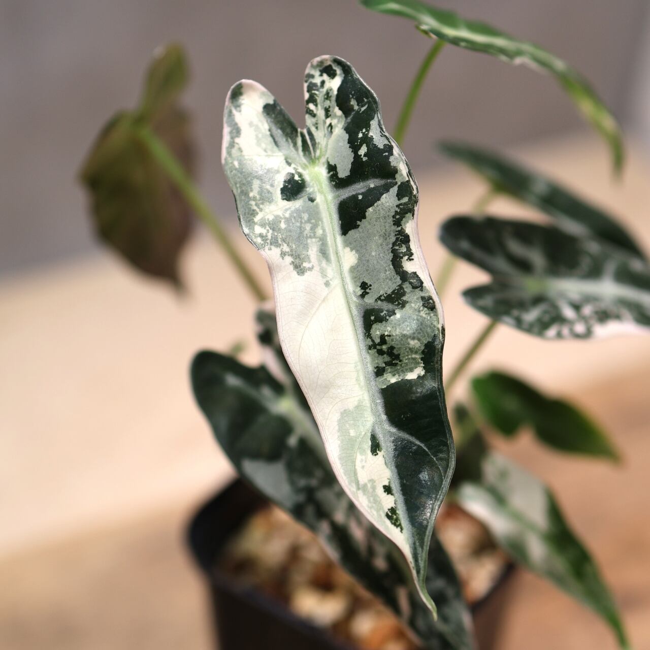 326 極彩の世界『アロカシア Alocasia bambino pink variegata』観葉