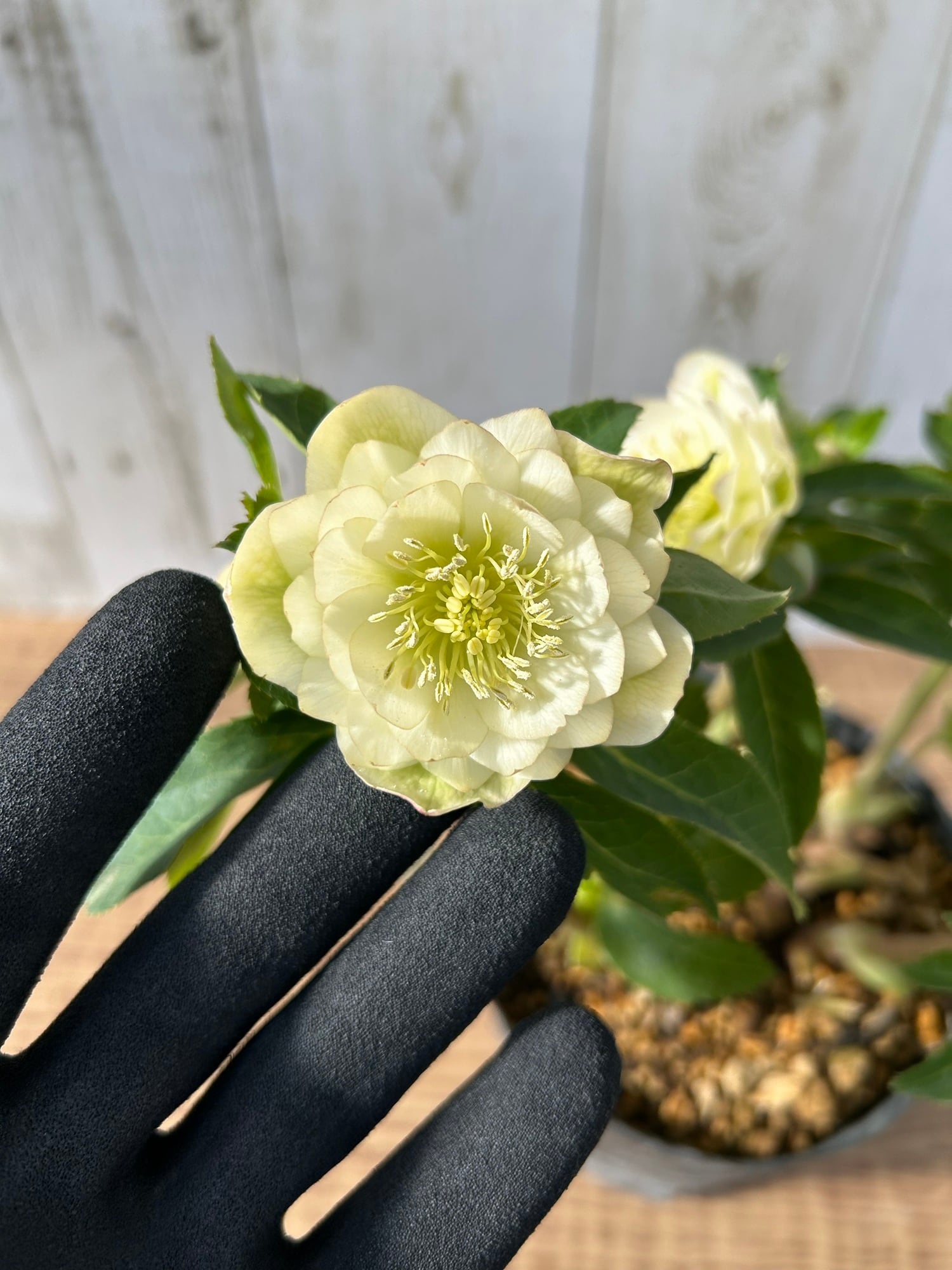 ≪EC≫クリスマスローズ（加藤農園）ディオーネ CR-KT039 [サイズ: 4.5