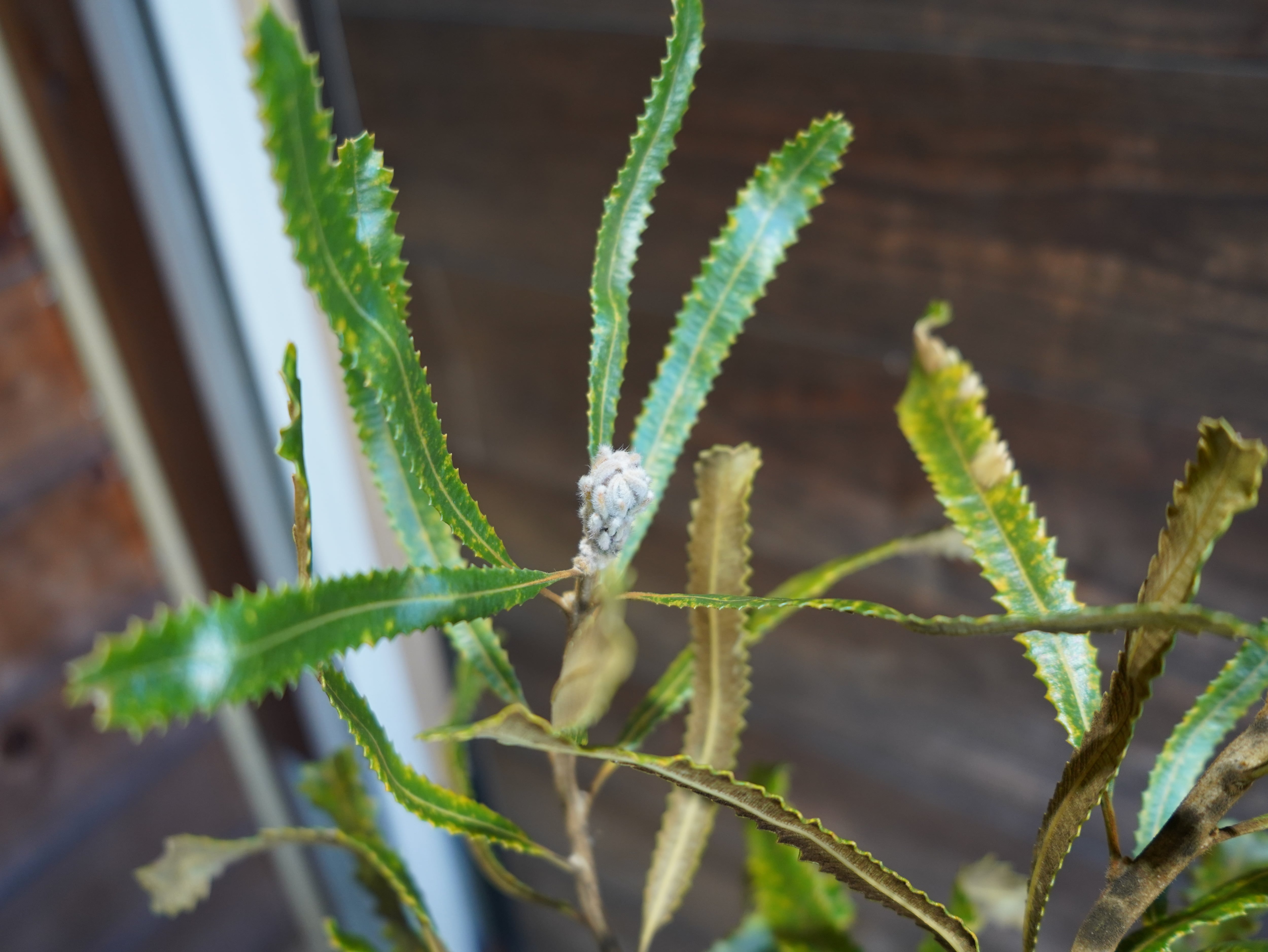 【現物】バンクシア　”バーデッティ”　B