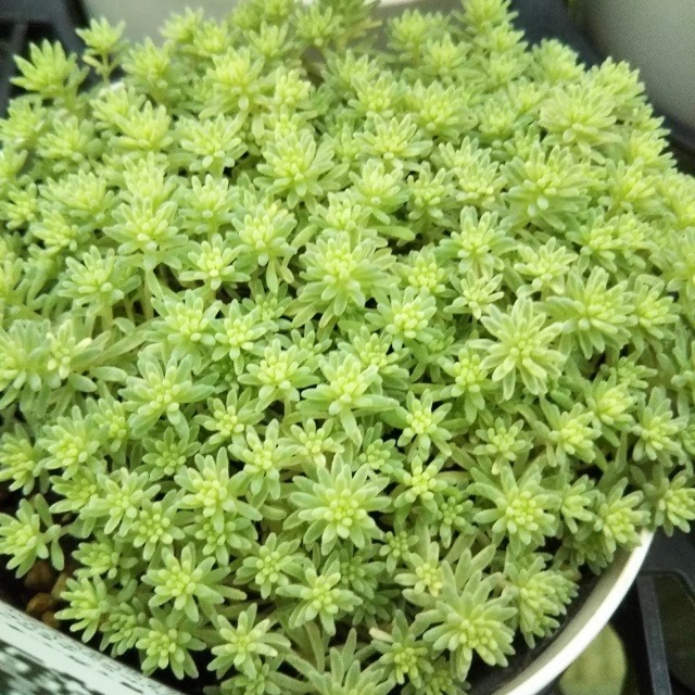 セダム 斑入りパリダム9cmポット苗 Hanazukin 花ずきん 農家直送の花苗 シンビジュームの花束