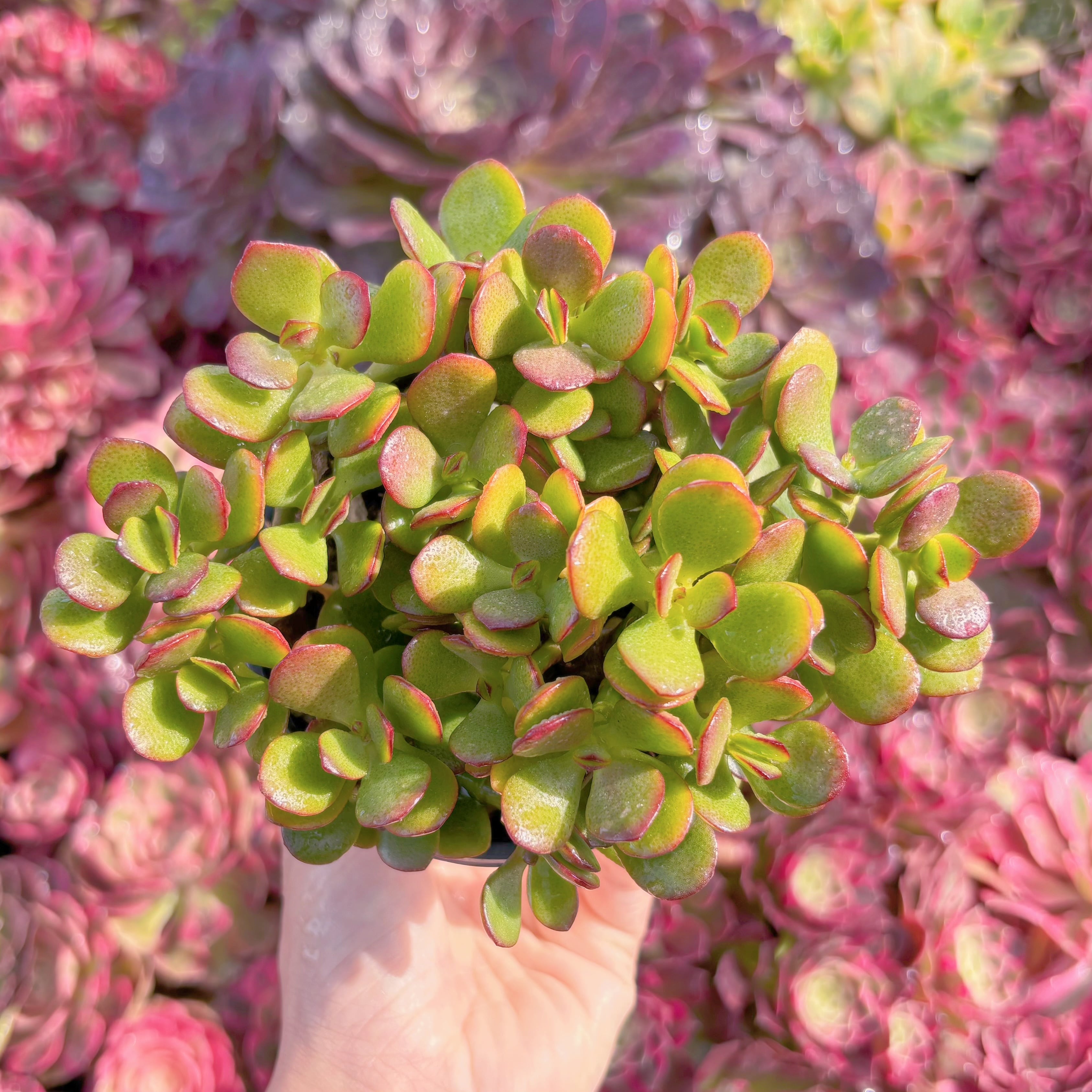 現品　姫花月#K435　るる農園