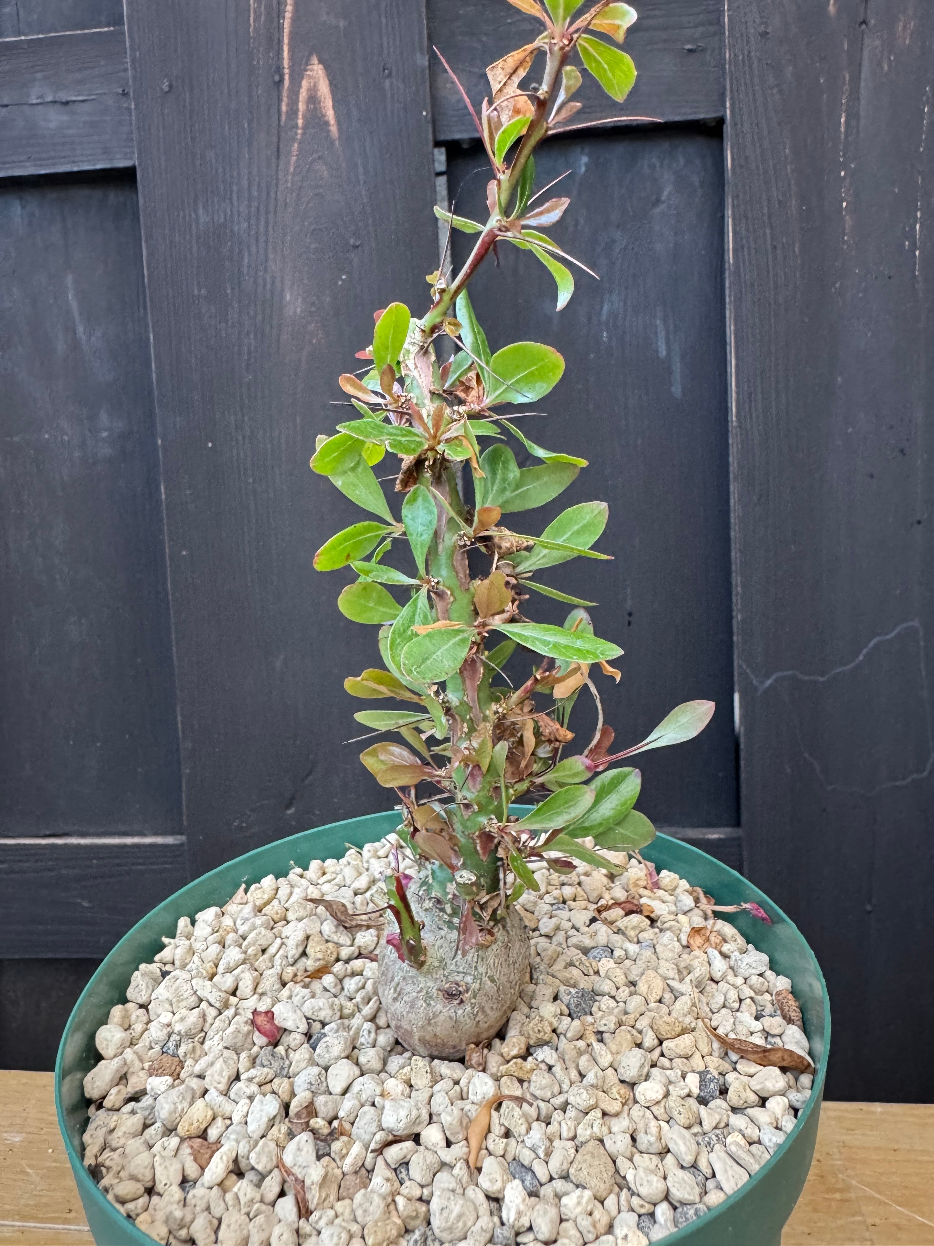 購入意思のある方のみ 実生 フォークイエリア ファシクラータ 塊根植物 抜き苗 新着】Fouquieria fasciculata 【抜群の塊根部・選抜実生苗】フォーク