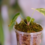 Anthurium forgetii “Australia version” × Anthurium carlablackiae｜アンスリウム｜観葉植物