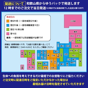 〖1ペア〗ユリシスパラディーソダルマ　メダカ 成魚 ｜改良メダカ 人気品種 メダカ販売
