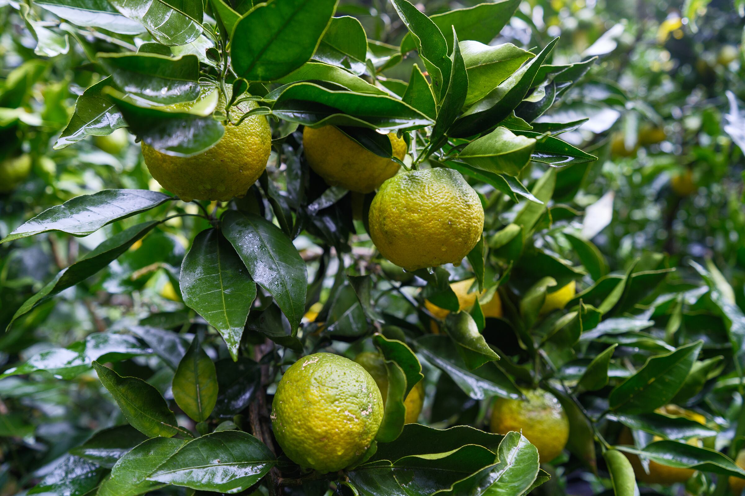 2025年度新物】奈良県下北山村産 ジャバラ果実 ＜特選＞ 1kg | 一般