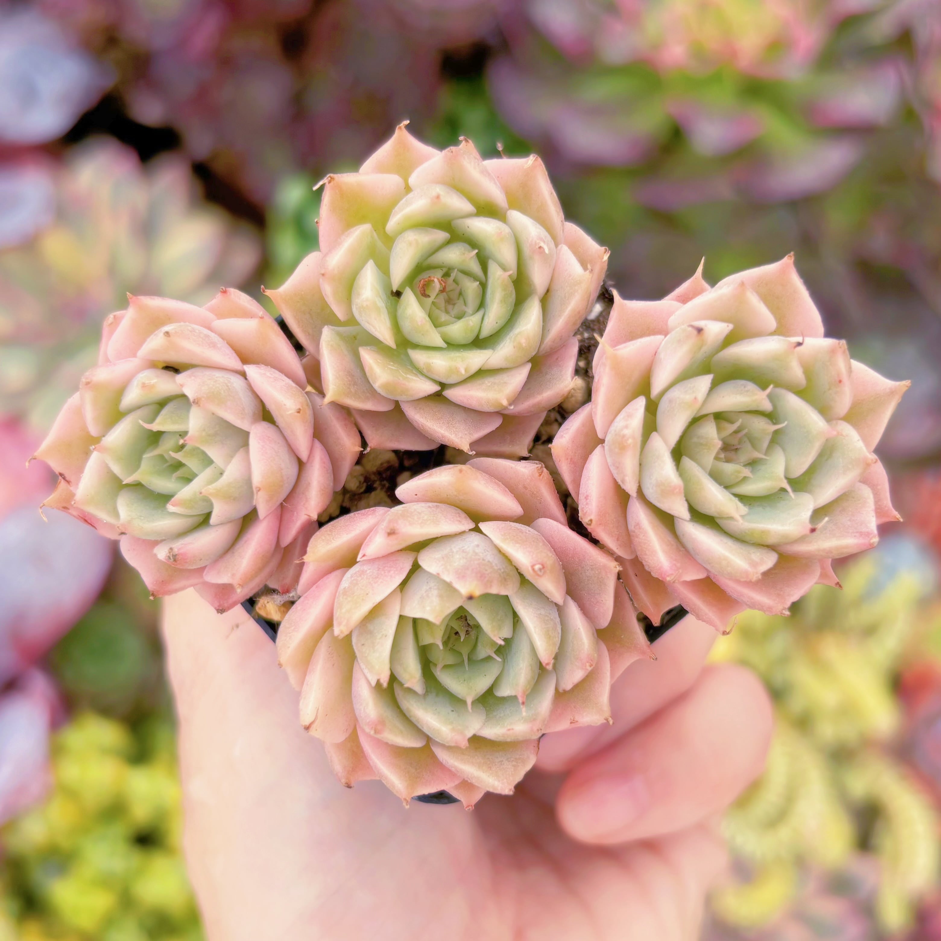 現品　マーガレット錦#289　群生　るる農園