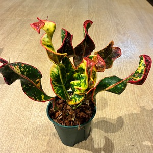 Croton Red diamond クロトン レッドダイヤモンド