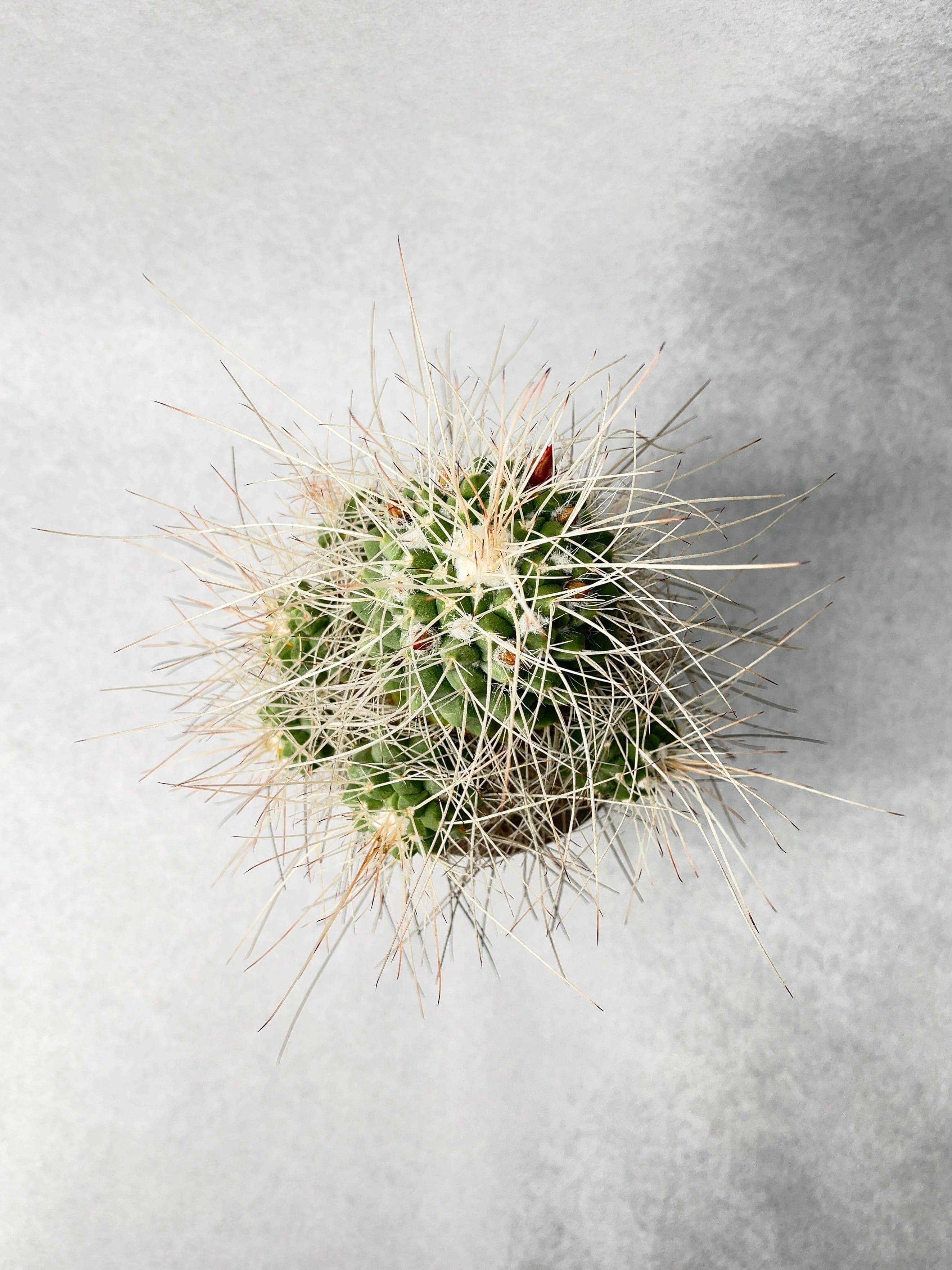 マミラリア・超長刺白竜丸 | trigger