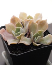 カット苗 デザートキャメル 3頭群生 Echeveria 'Desert Camel'