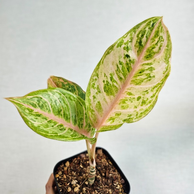 《Aglaonema Tiger》アグラオネマ タイガー 観葉植物 ／ポット発送
