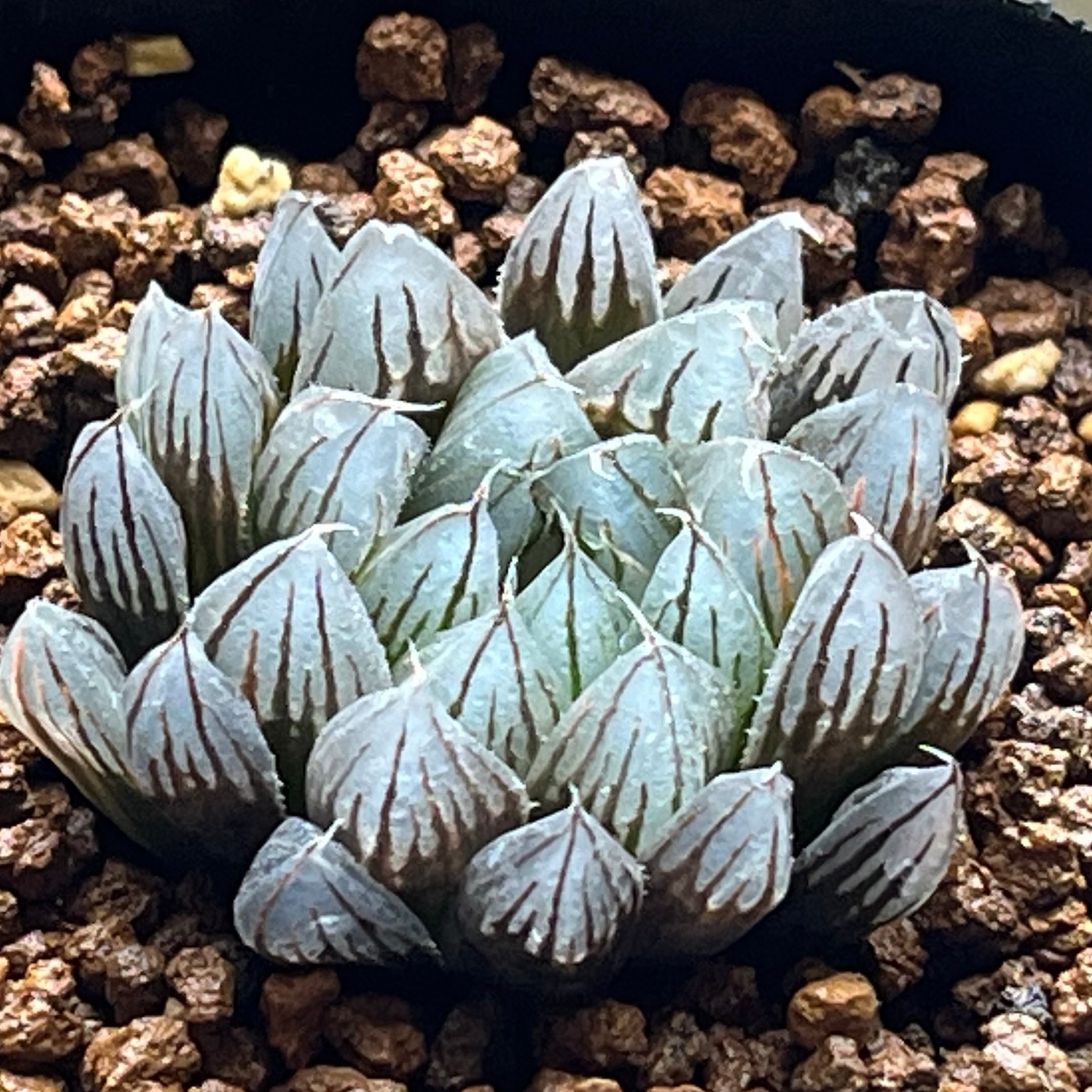 ハオルチア カンタロープアイランド | mocono_plants