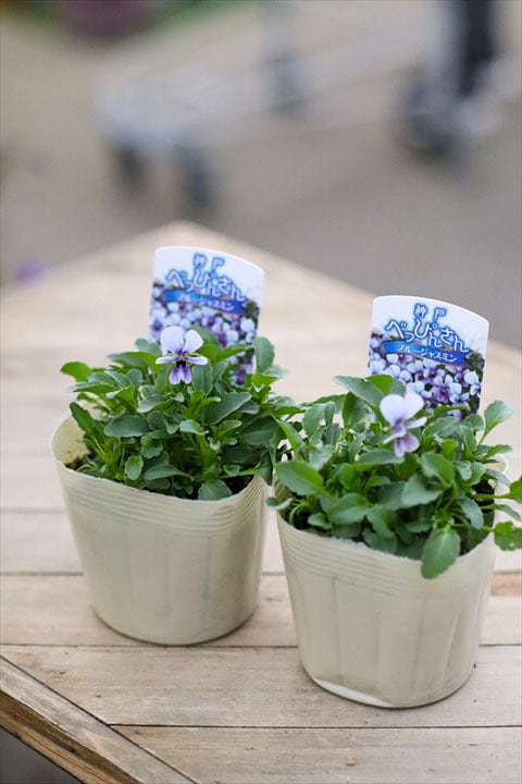 神戸べっぴんさん】ブルージャスミン2ポット | オニ通