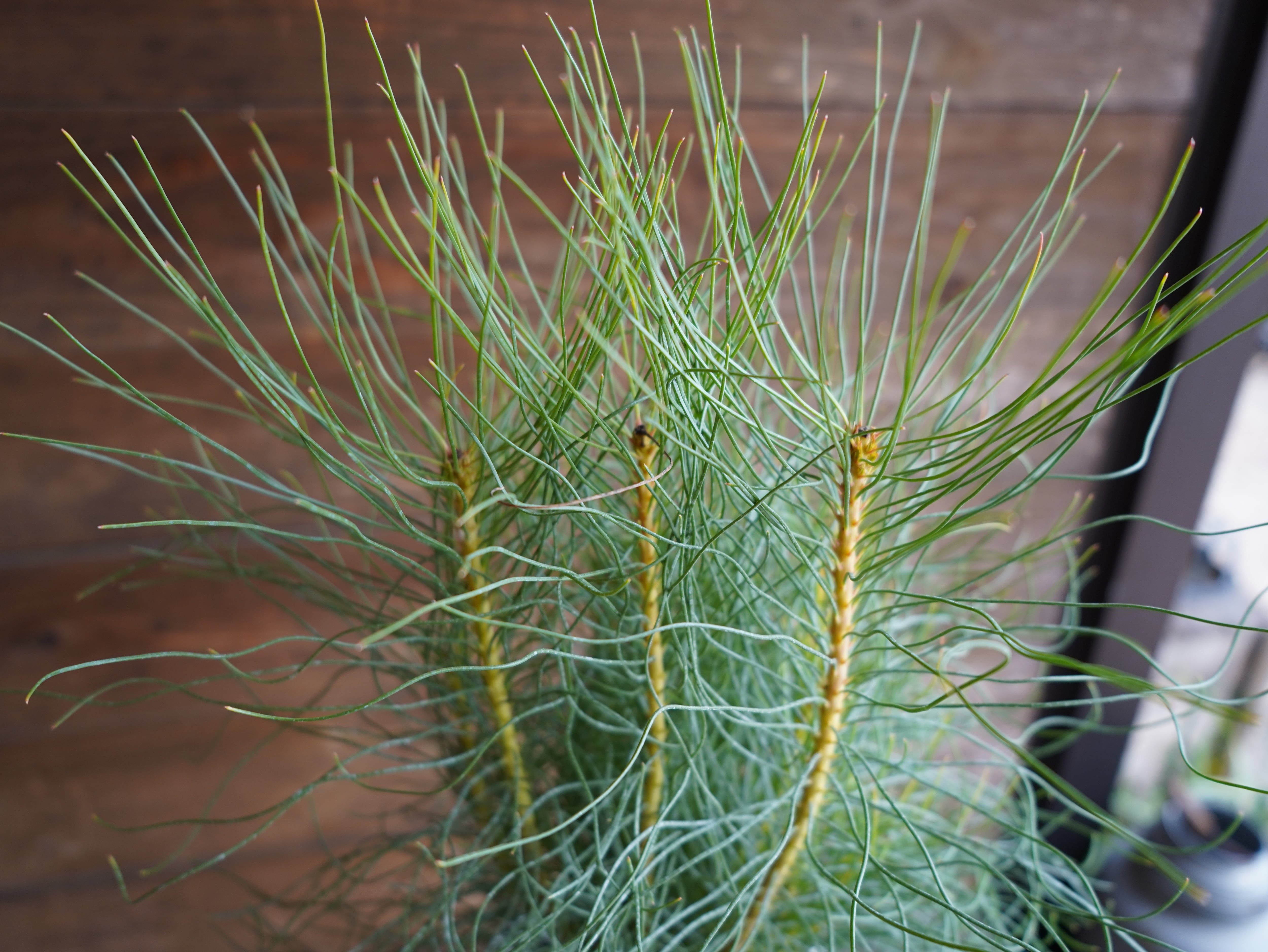 【現物】オーラックス カンセラータ ”ブロンズヘイズ” B