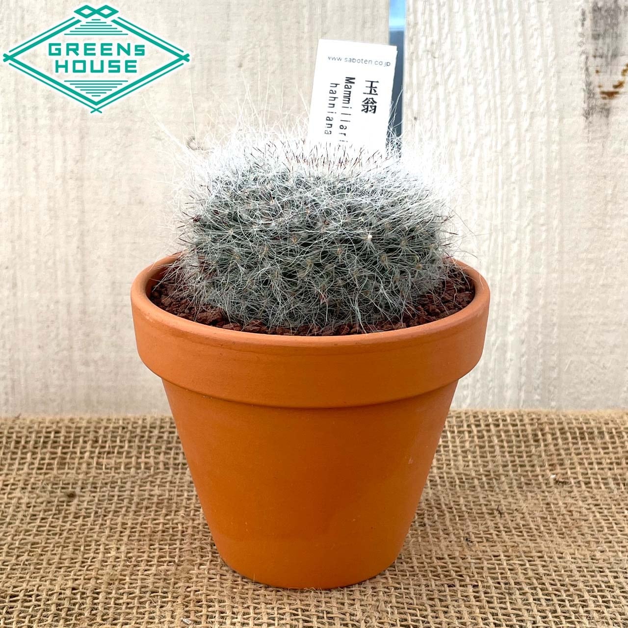 多肉植物 サボテン 玉翁 送料込み インテリア グリーン 観葉植物 おしゃれ 贈り物 引越し Greenshouse