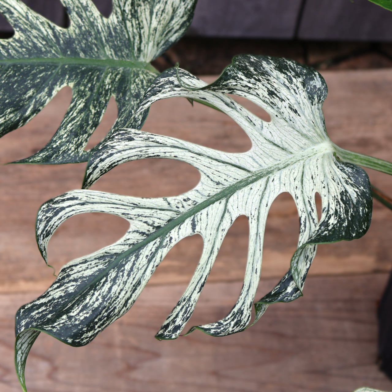 536『urban jungle モンステラ デビルモンスター』観葉植物【送料無料