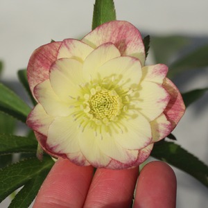 WS26-081 クリスマスローズ ウィンターシンフォニー イエロークレオンダブル