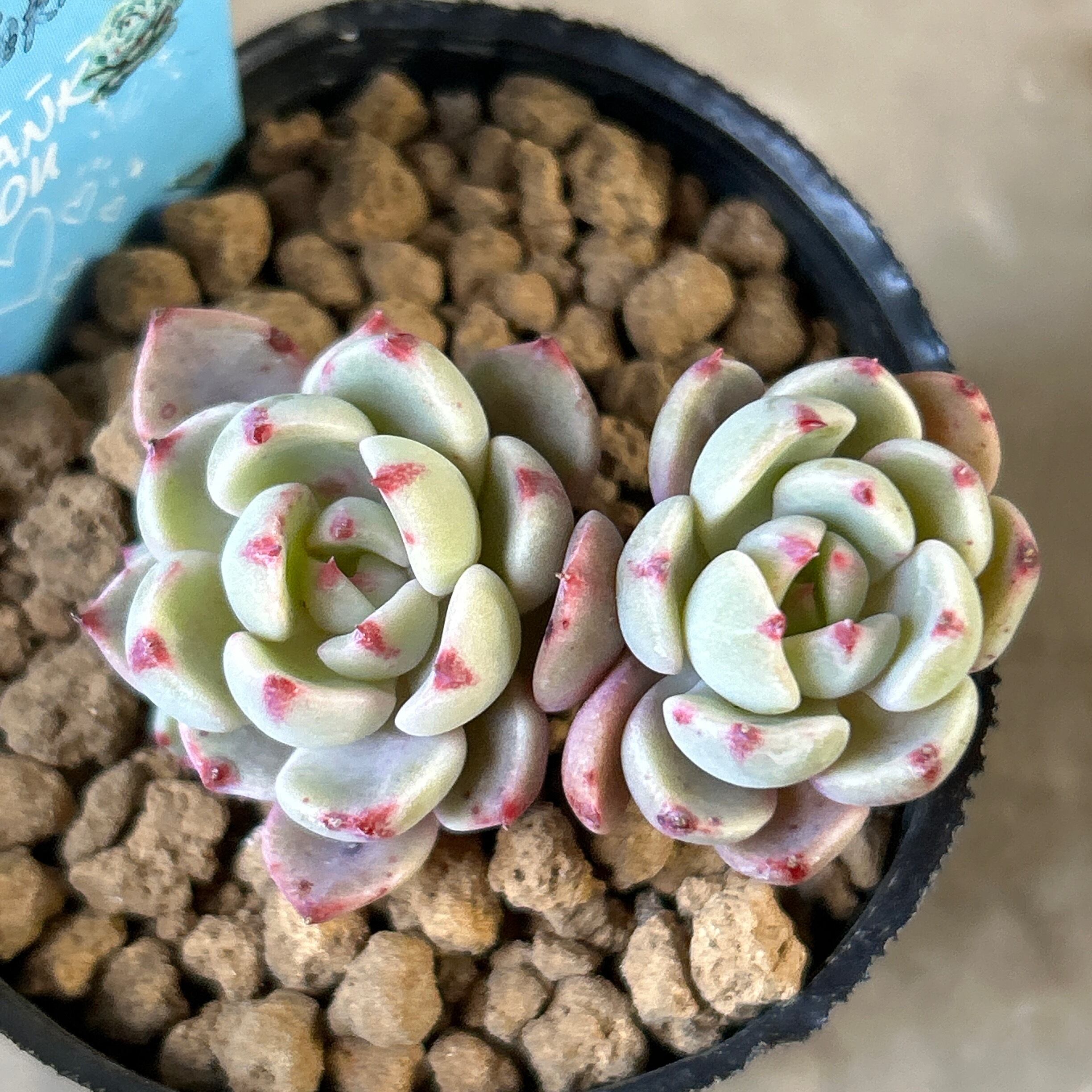 七福美尼(韓国苗) | RuPo 多肉植物専門店