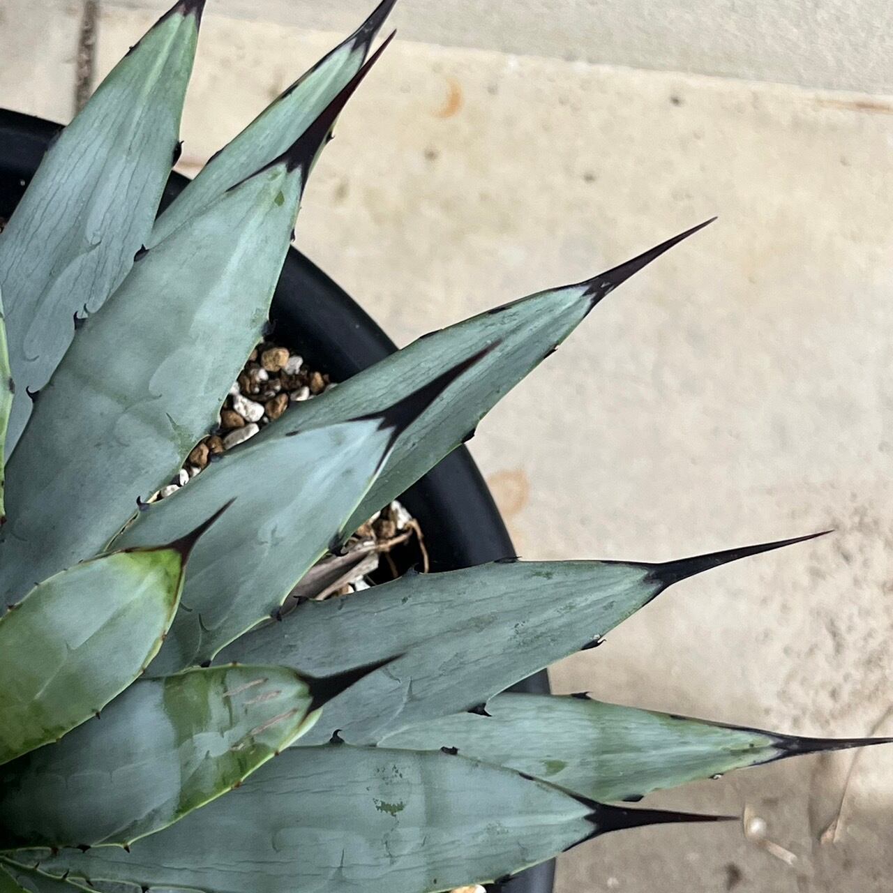 マクロアカンサ　子株付き　8号鉢　発根済み マクロアカンサ 子株付き 8号鉢 発根済み