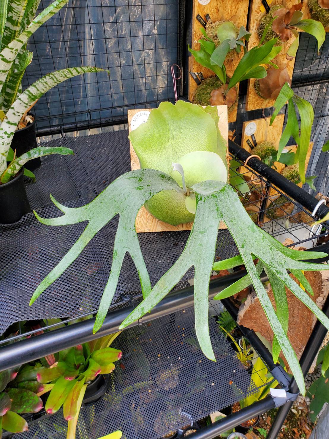 【ミムー様確認用】P.Giant/ビカクシダ ミムー様確認用】P.Giant/ビカクシダ P.Big Form #1 【artPLANTs