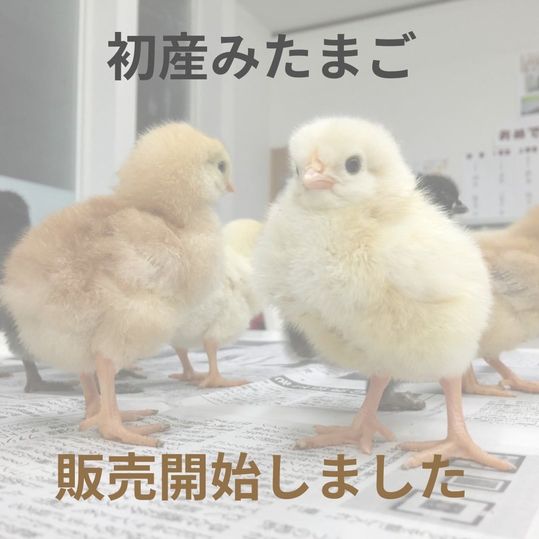 期間限定！！】初産み卵 緑の一番星 30個 | 田子たまご村