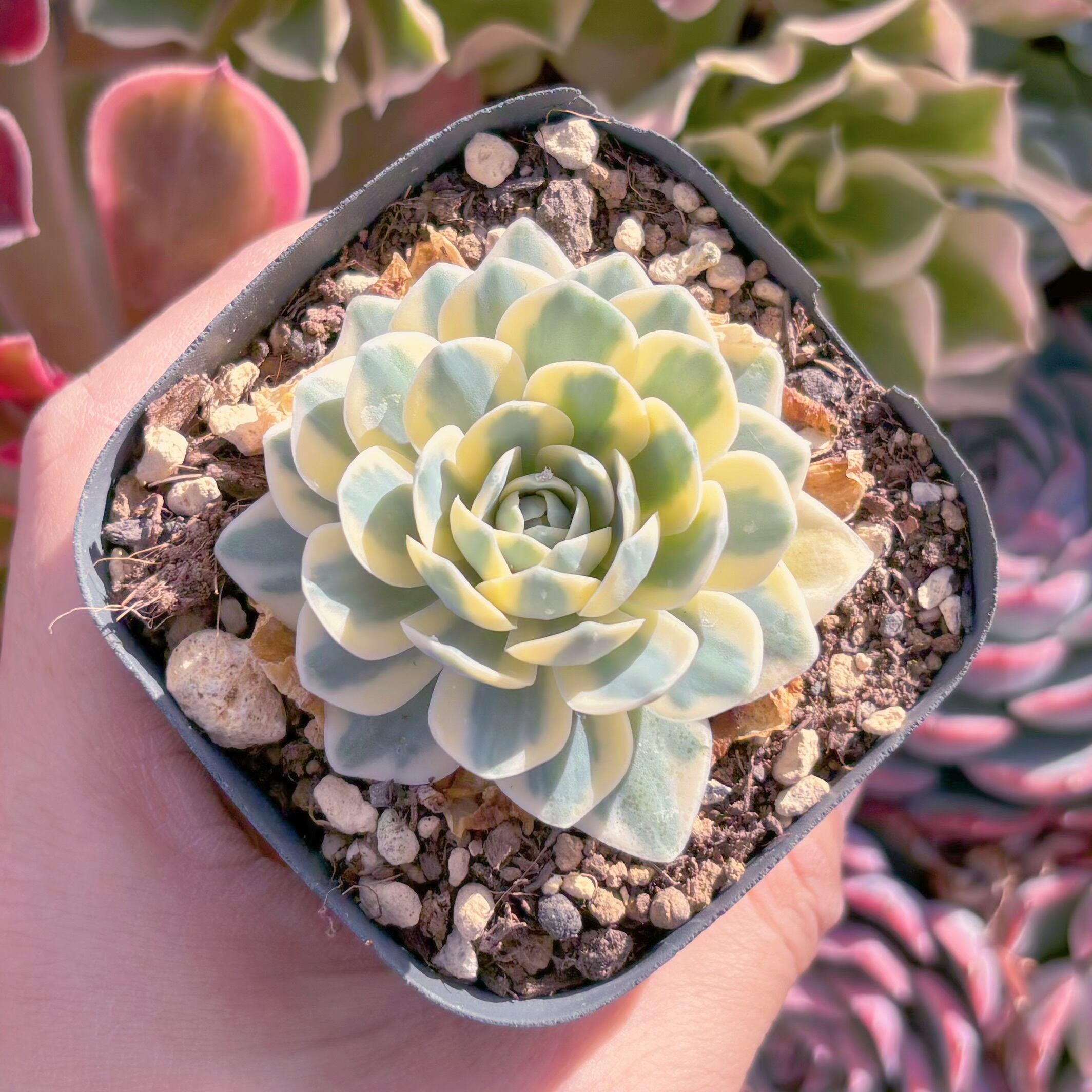 現品　富士錦#594　るる農園