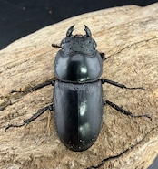 即ブリ《マレーアンタエウスオオクワ  グノン・ヌアン産 62mm ♂♀♀トリオ》