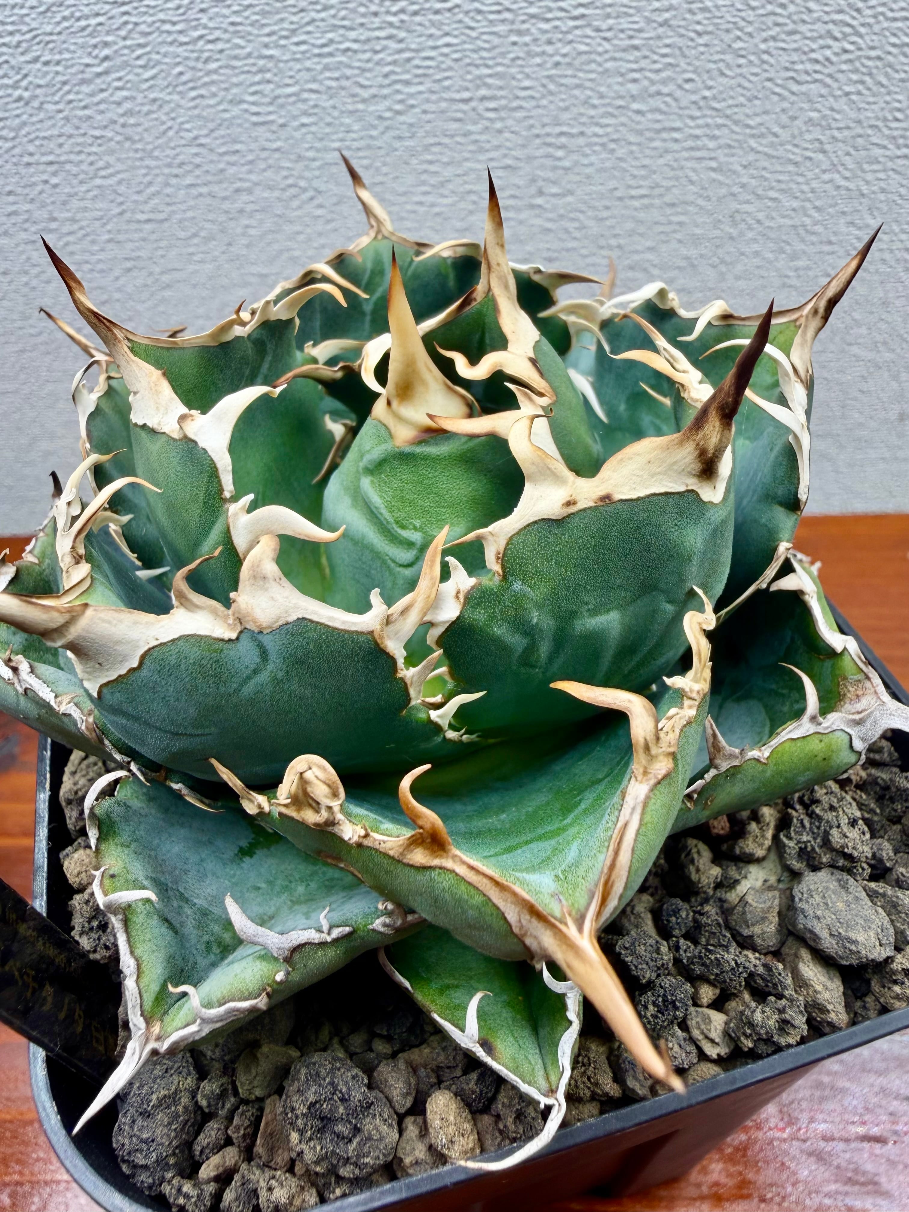 美しいフォルム】群生 メス株 白衣ホリダ Euphorbia horrida